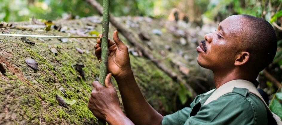 Ghana makes history  as the first country in Africa to issue a Forest Law Enforcement Governance and Trade (FLEGT) Timber License. This milestone demonstrates Ghana ‘s commitment to sustainable forest management, legal timber trade, and the fight against illegal logging.